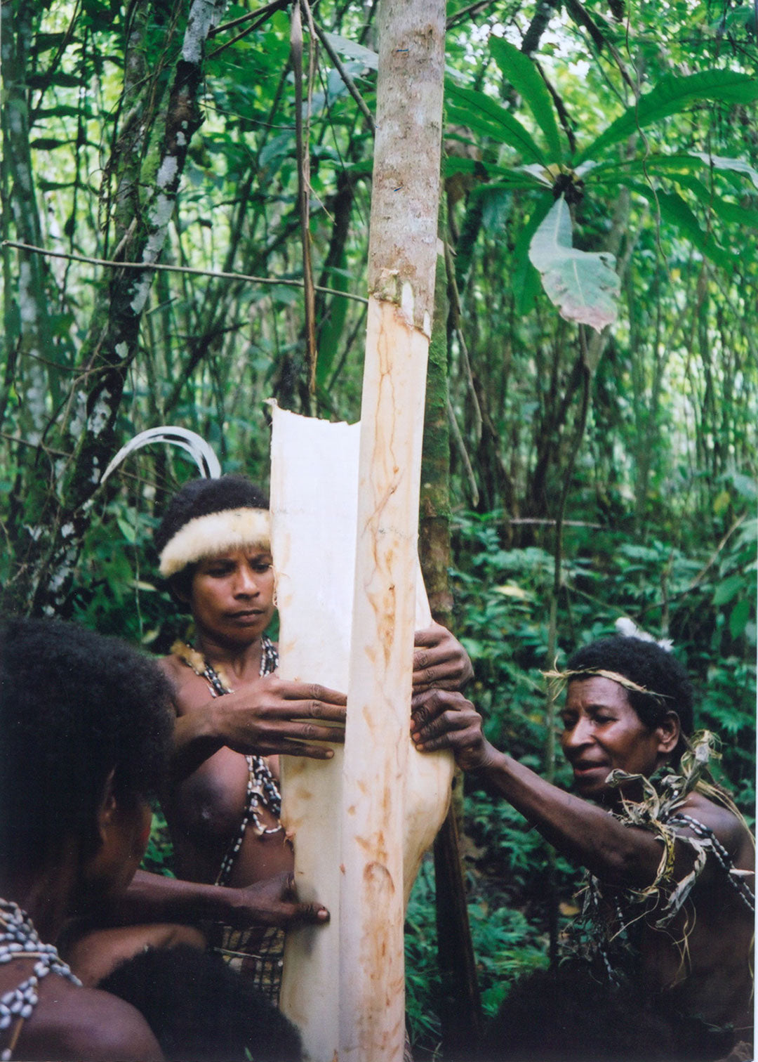 Artists harvesting bark from the forest, image courtesy Drusilla Modjeska