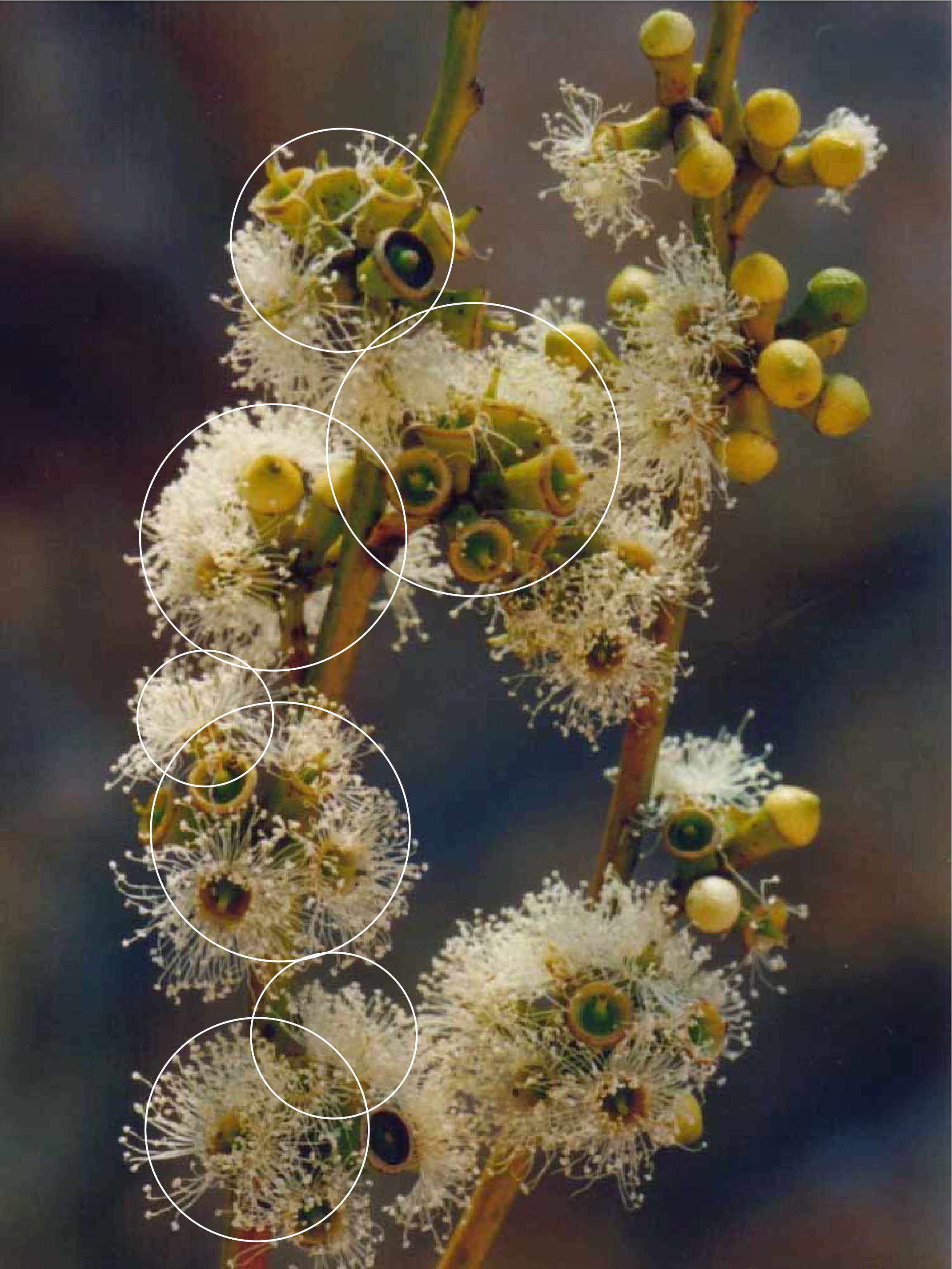 The flower of the cobajora (Yellow Stringybark tree)  informed the shape of the tables.