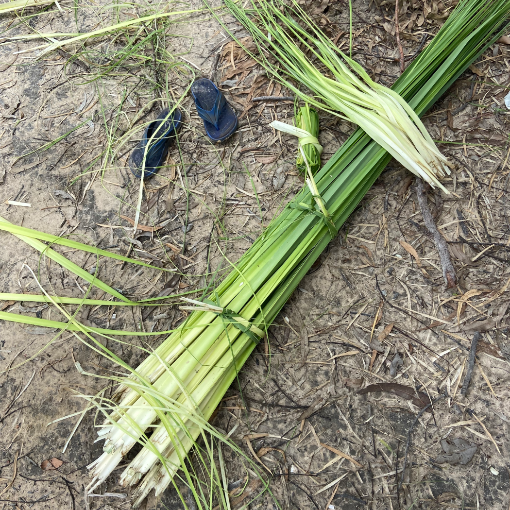 3. Harvested Pandanus