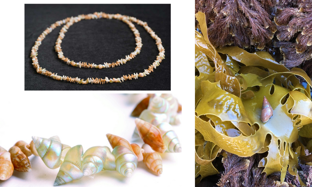 Tasmanian Shell Necklaces and Mariner Shell