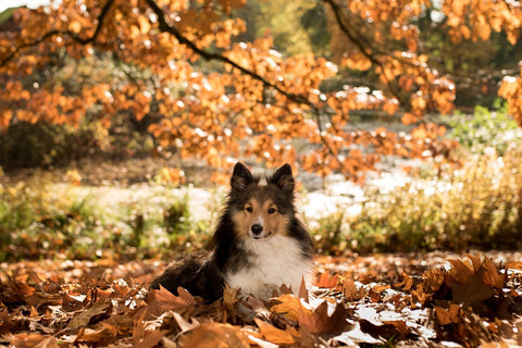 Dog laying in a pile of leaves in a park