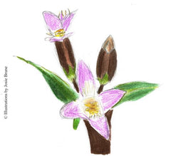 Gentian