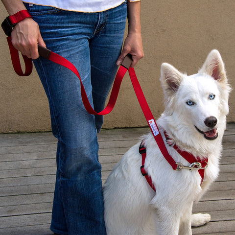 matching dog harness and leash