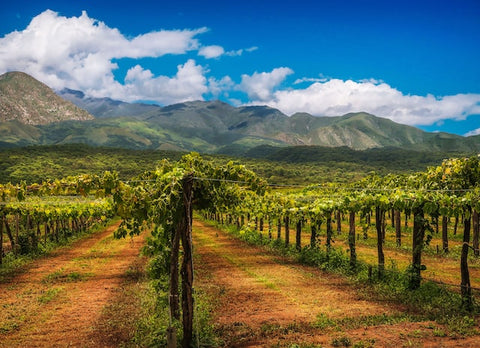 Reserve Wines | A vineyard in Argentina