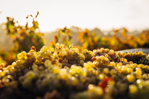 Reserve Wines | White grapes seen at sunrise in the Barossa Valley