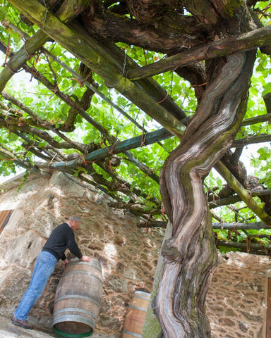 Rias Baixas pergola albarino grapes | Reserve Wines