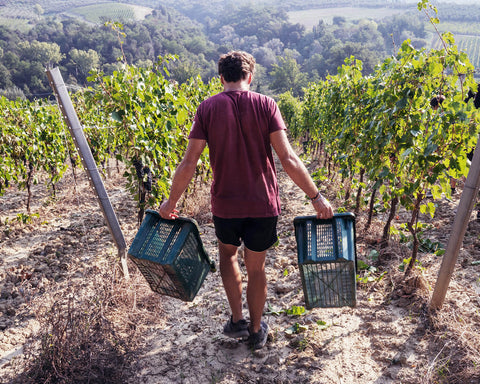 Fattoria di Calappiano winemaker walking the vineyard