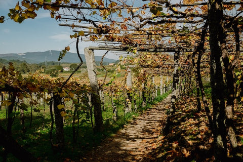 Reserve Wines | Vineyard using pergolas in Galicia in Autumn