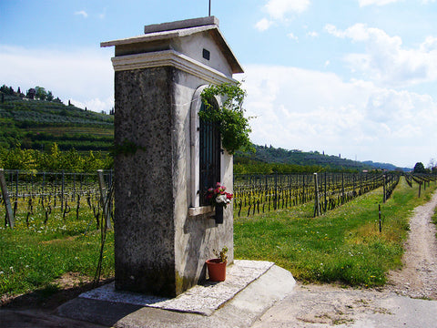 Ilatium Morini vineyard