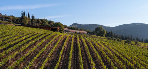 The beautiful vineyard of Riecine Winery