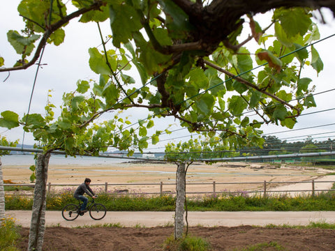 Rias Baixas coastal landscape | Reserve Wines