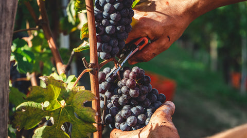 A close up of hands cutting a bunch of red wine grapes from a vine.