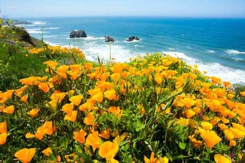 Yellow Poppies overlooking the Pacific Ocean from California's Central Coast.