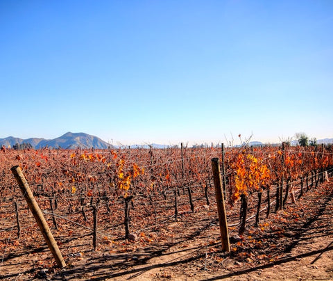 Reserve Wines | Chilean Vineyard in autumn