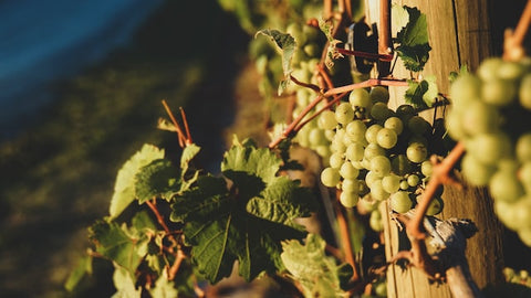 Reserve Wines | Sauvignon Blanc grapes at sunset in Marlborough, New Zealand