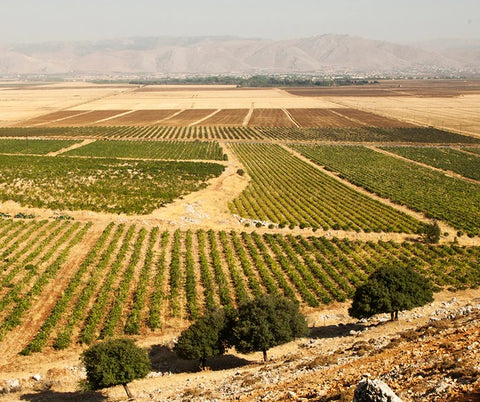 Domaine des Tourelles Ammik vineyard in the Western Bekaa Valley