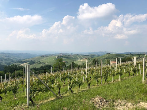 Reserve Wines | A View of a vineyard in Piedmont
