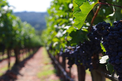 Reserve Wines | Napa Valley Cabernet Sauvignon grapes in the vineyard