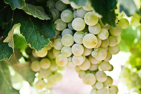 White wine grapes on the vine in a Spanish Vineyard.