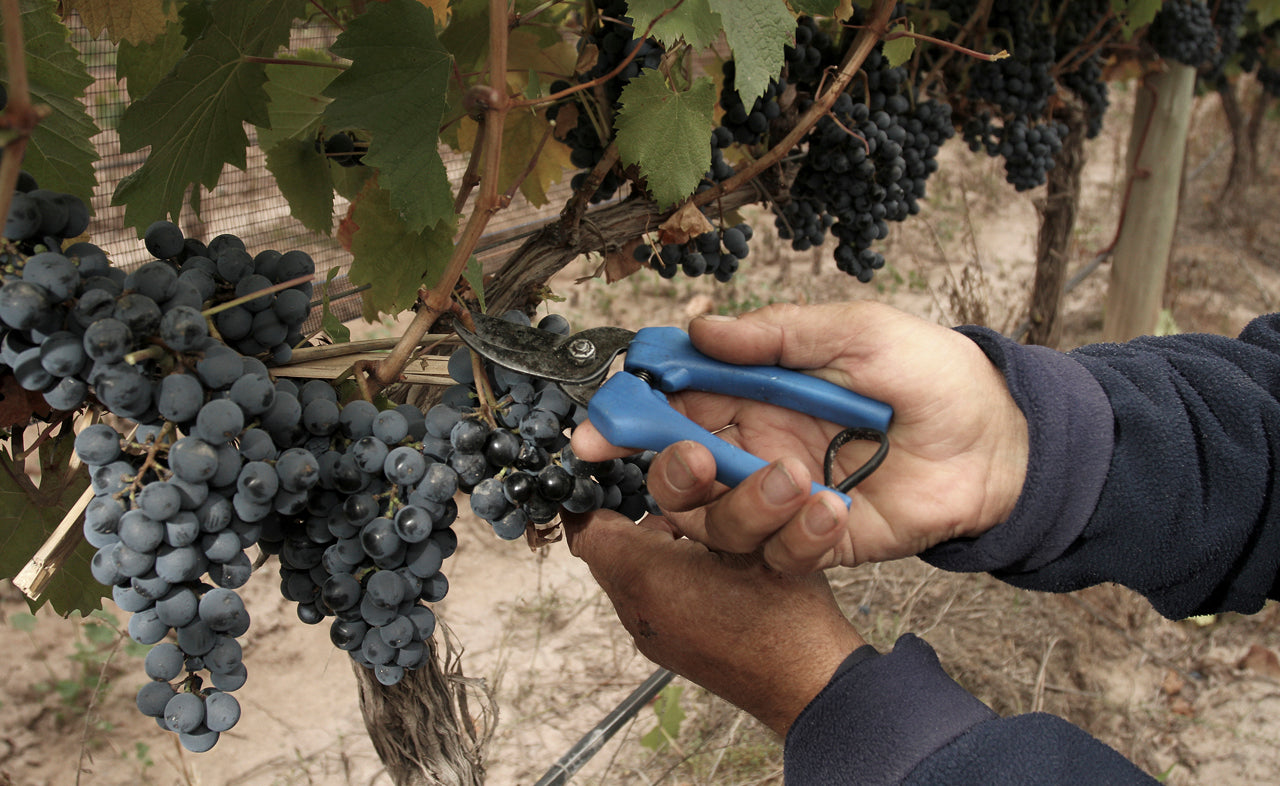 hand selection of grapes