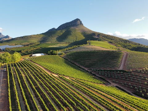 Reserve Wines | Stellenbosch Vineyard