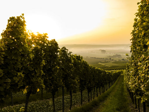 A vineyard in Jugenheim in Rheinhessen, Germany