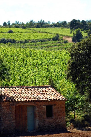 A vineyard in Provence by Francois Millo