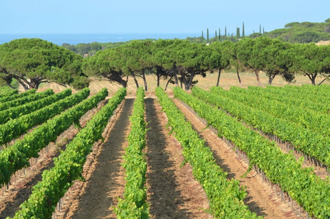 Rows of Vines in Provence by Francois Millo