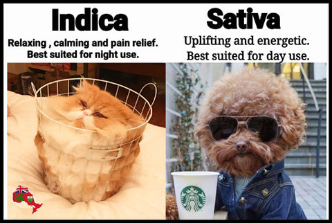 guide-marijuana-strain-sativa-indica-hybrid-