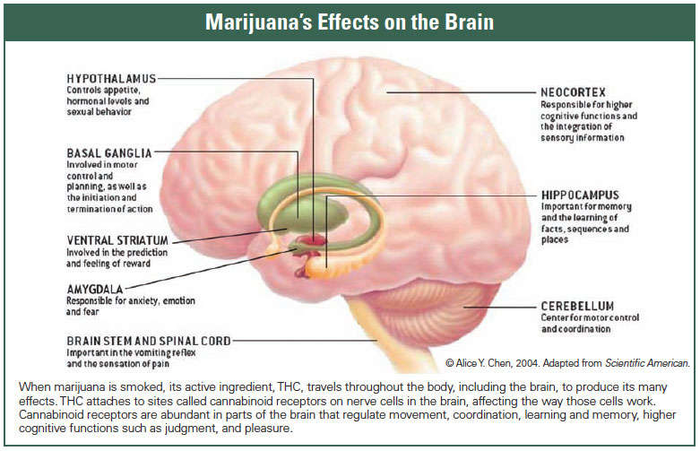 marijuana-munchies