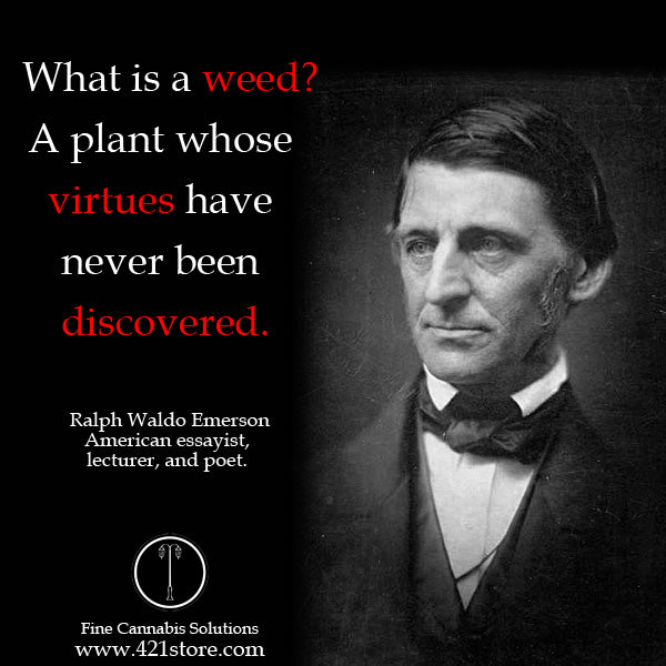famous-stoner-quotes-about-life-marijuana-quotes-cannabis-quotes-ralph-emerson