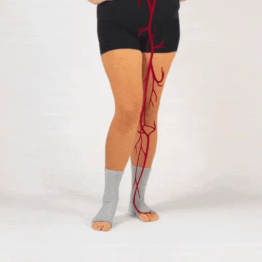 GIF2_BloodFlow.webp__PID:8003d9ac-bb35-4ae8-9688-764e5b64f9a1