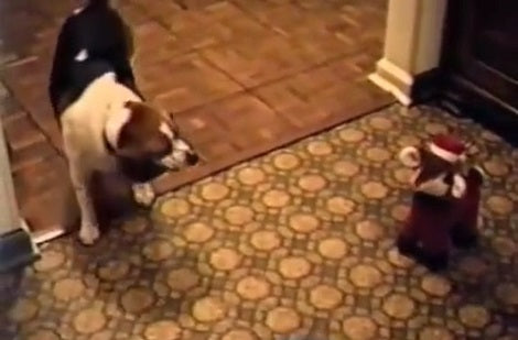 Super Curios Beagle Pup Doesn't Know What This 'Thing' On The Floor Is Trying To Say!