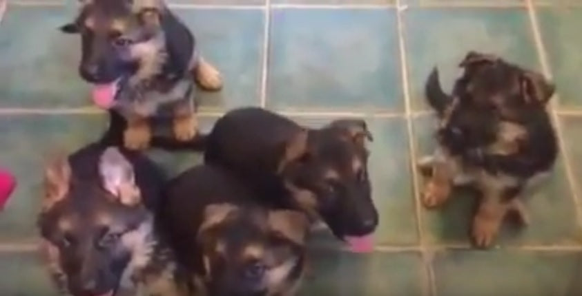 These Cute German Shepherd Puppies Will Make Your Day!