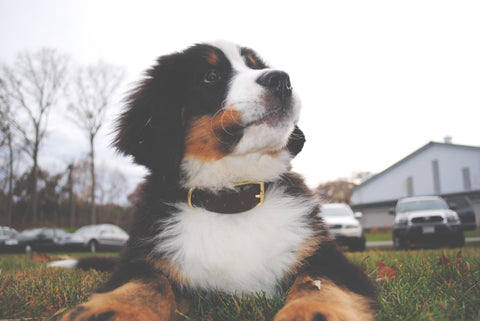 Bernese Mountain Dog Puppy 4 Months Old