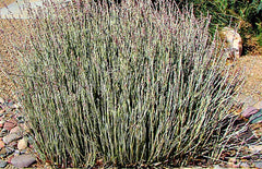 Candelilla Wax