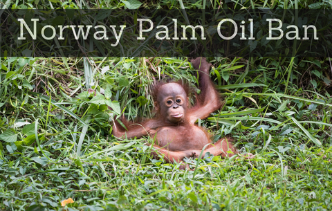 NORWAY FIRST COUNTRY TO BAN ALL PALM OIL BASED BIOFUEL FOR RAINFOREST PROTECTION