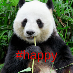 giant panda happy no longer endangered