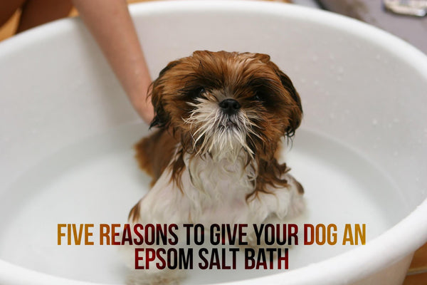 epsom salt bath for dogs itchy skin