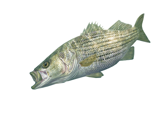 symmetrical striped bass fishing lu - OpenDream