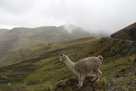 Alpaca Fleece Is Ethical, Cruelty-Free and Sustainable. – Inspired