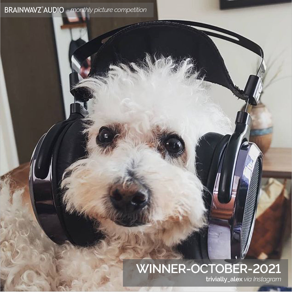 Dog with headphones