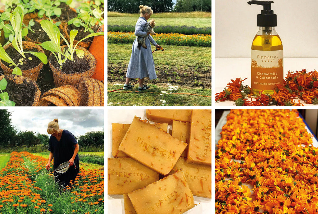 pippettes farm products calendula infused oils and soap