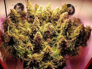 Final yield of this grow was ~7oz using only 80W. Flowers were as dense and sticky using very little! Grown in Green Goddess Supply Armoire grow chamber