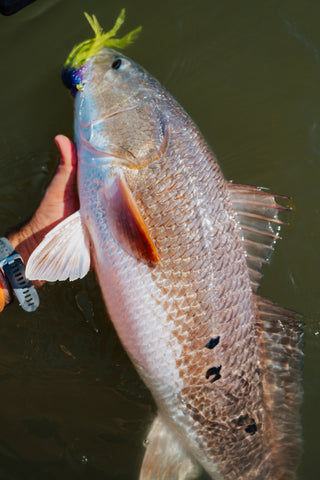 In this image, from Moonshine Rods, an angler holds a redfish in the water.