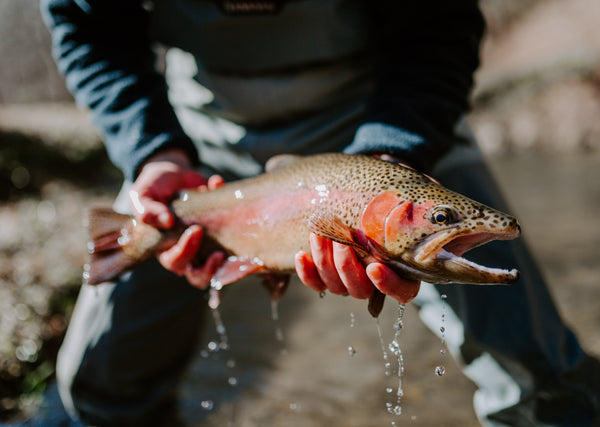 Moonshine Rods How to handle fish with Care