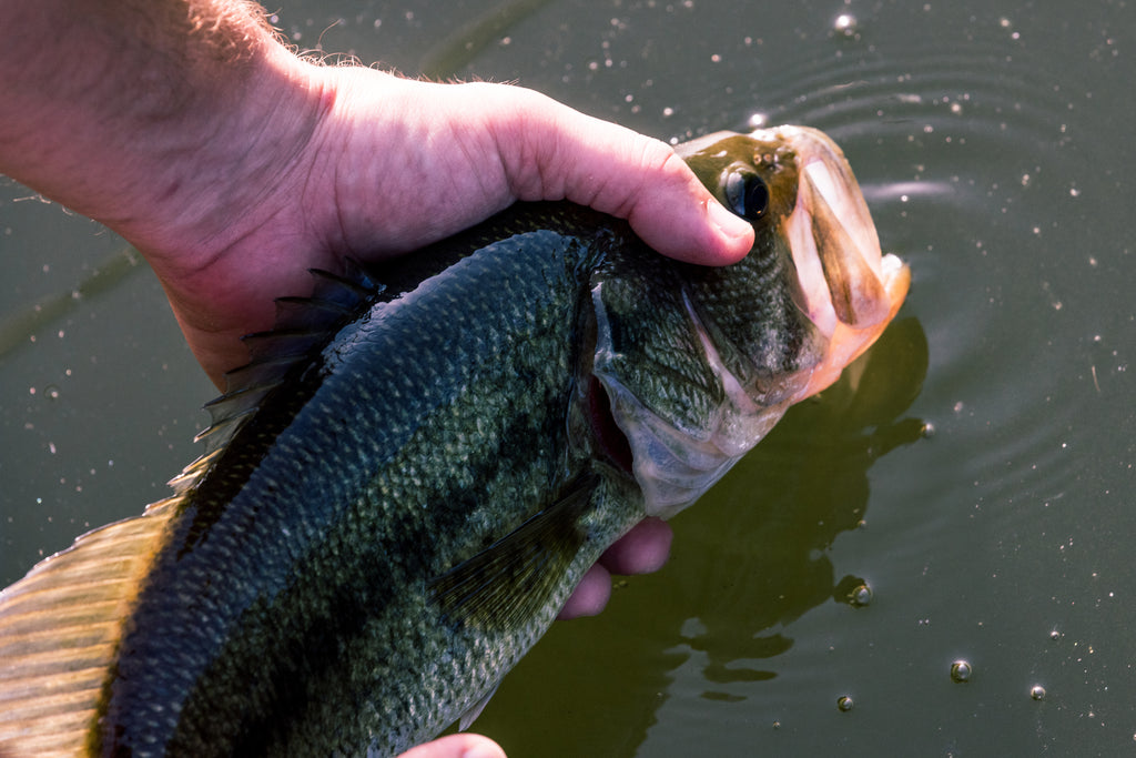 This photo, from Moonshine Rods, shows an angler releasing a largemouth bass into the water.