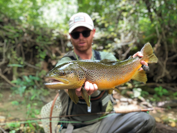 Brown trout catch by moonshine rods