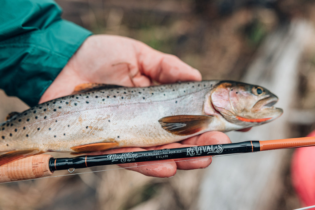 In this image, from Moonshine Rods, an angler holds a cutthroat trout alongside the all-new Revival S-Glass fly rod.