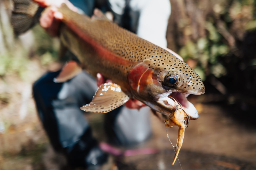 In this image, from Moonshine Rods, an angler holds a rainbow trout with a large streamer fly in its mouth.